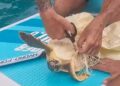 Disavventura a lieto fine a Buggerru: vede un sacchetto in mare e salva una tartaruga in Sup