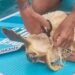 Disavventura a lieto fine a Buggerru: vede un sacchetto in mare e salva una tartaruga in Sup