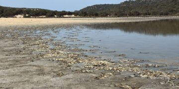 Disastro ambientale a Chia: strage di pesci nello stagno di Su Giudeu, riva invasa dalle carcasse