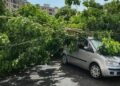 Paura a Quartu, albero crolla sulle auto parcheggiate