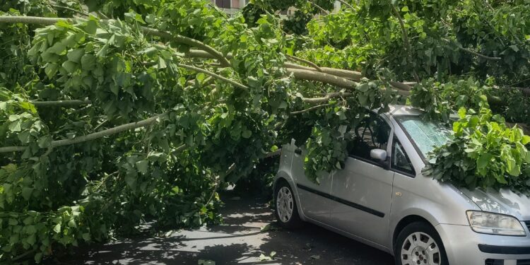 Paura a Quartu, albero crolla sulle auto parcheggiate