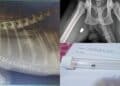 Quartu, allarme a Capitana: gatti sparati con pallini da 4,5 mm