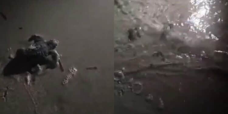 Calasetta, le prime baby tartarughe hanno raggiunto il mare