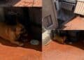 Cagliari, cane lasciato in terrazzo sotto il sole cocente, la rabbia di Enrico Rizzi