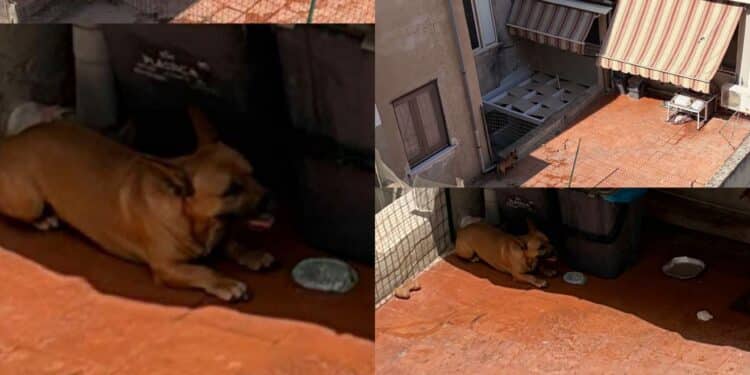 Cagliari, cane lasciato in terrazzo sotto il sole cocente, la rabbia di Enrico Rizzi