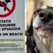 Pula, cani al mare solo la notte o la mattina prima delle 8, scatta la protesta degli animalisti: “Loro non lasciano spazzatura in spiaggia”