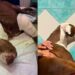 Dopo Palla un’altra giovane pitbull ferita nella clinica che aiuta i randagi