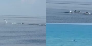 La danza dei delfini cattura bambini e turisti in Sardegna: tutti pazzi per le piroette in acqua