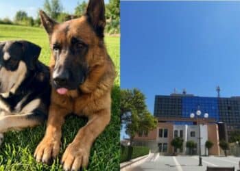 Quartu Sant’Elena, nuove risorse destinate agli amici a quattro zampe: no al randagismo, si al benessere animale