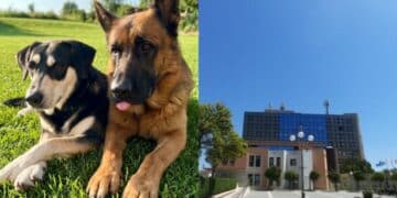 Quartu Sant’Elena, nuove risorse destinate agli amici a quattro zampe: no al randagismo, si al benessere animale