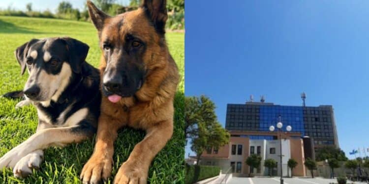 Quartu Sant’Elena, nuove risorse destinate agli amici a quattro zampe: no al randagismo, si al benessere animale