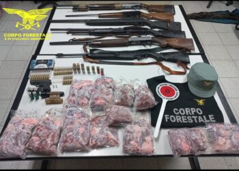 Denunciato un bracconiere a Quartu: in casa armi, munizioni, torce per caccia notturna e 20 kg di carne di cinghiale