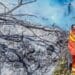 Morto 50 anni fa per proteggere il territorio dalle fiamme: Villacidro ricorda il forestale Nino Muntoni