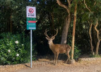 A Montevecchio è vietato nutrire i cervi: sino a 500 euro di multa per i trasgressori