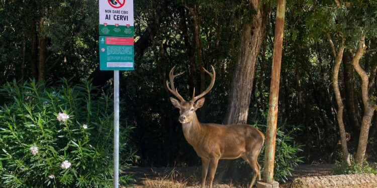 A Montevecchio è vietato nutrire i cervi: sino a 500 euro di multa per i trasgressori