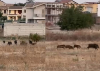 Settimo San Pietro, cinghiali a caccia di cibo fanno razzia fra orti e pascoli: agricoltori in ginocchio (VIDEO)
