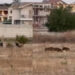 Settimo San Pietro, cinghiali a caccia di cibo fanno razzia fra orti e pascoli: agricoltori in ginocchio (VIDEO)