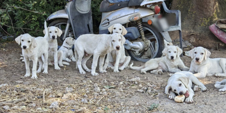 Radio Zampetta Sarda: “11 cuccioli invisibili in cerca di adozione”