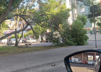 Paura a Mulinu Becciu, maxi ramo crolla in piazza Sini: “Siamo vivi per miracolo, aspettiamo il morto?”