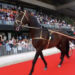 Addio a Varenne, il cavallo italiano più forte della storia: aveva 31 anni