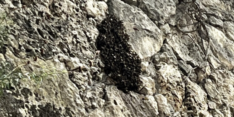 Cagliari, invasione di vespe orientalis davanti all’Anfiteatro romano: “Attaccano di continuo le api, ronzando rumorosamente”