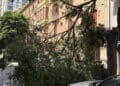 Cagliari, caduto un grosso albero in viale Trieste