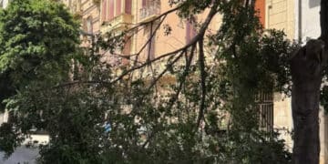 Cagliari, caduto un grosso albero in viale Trieste