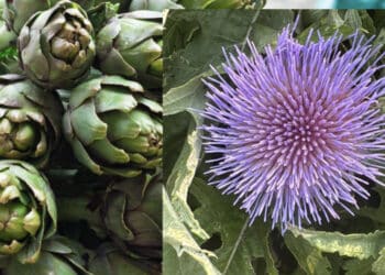 Sud Sardegna, piante di carciofo appena nate e già in fiore come in primavera: l’anomalia climatica manda in tilt la produzione