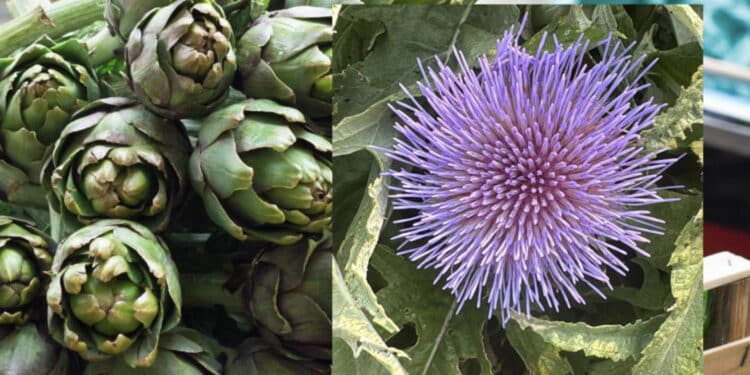 Sud Sardegna, piante di carciofo appena nate e già in fiore come in primavera: l’anomalia climatica manda in tilt la produzione