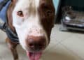 Oristano: prima uscita al guinzaglio per Bella Moka, la pitbull gravemente ferita salvata dalla strada