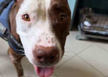 Oristano: prima uscita al guinzaglio per Bella Moka, la pitbull gravemente ferita salvata dalla strada