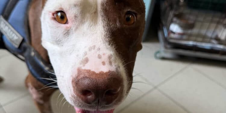 Oristano: prima uscita al guinzaglio per Bella Moka, la pitbull gravemente ferita salvata dalla strada