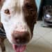 Oristano: prima uscita al guinzaglio per Bella Moka, la pitbull gravemente ferita salvata dalla strada