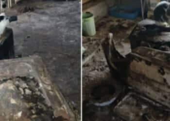 Guasila, 9 gatti morti chiusi in scatole, 15 salvati dal degrado: il drammatico intervento delle Guardie OIPA
