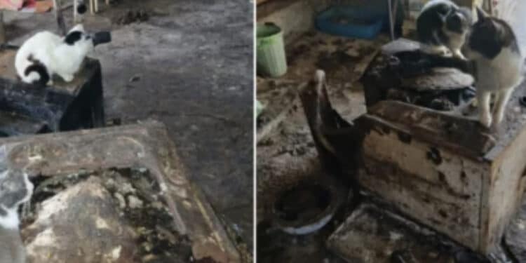Guasila, 9 gatti morti chiusi in scatole, 15 salvati dal degrado: il drammatico intervento delle Guardie OIPA