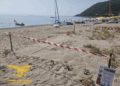Cardedu, si schiude un nido di Caretta caretta: la Forestale salva e protegge le piccole tartarughe