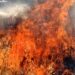 Emergenza incendi in Sardegna: “Perché non puntare prima sulla prevenzione?”