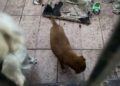 Cani in condizioni igienico-sanitarie precarie, il sindaco di Uta respinge le accuse