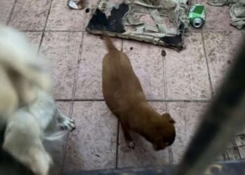 Cani in condizioni igienico-sanitarie precarie, il sindaco di Uta respinge le accuse