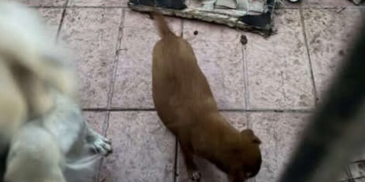 Cani in condizioni igienico-sanitarie precarie, il sindaco di Uta respinge le accuse
