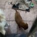 Cani in condizioni igienico-sanitarie precarie, il sindaco di Uta respinge le accuse