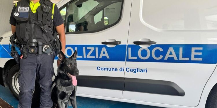 Cagliari, arriva la nuova unità cinofila della polizia locale: Victor al servizio della città