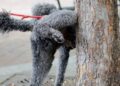 Cagliari, a San Benedetto emergenza escrementi di cani: “Marciapiedi sporchi e puzzolenti”