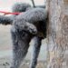 Cagliari, a San Benedetto emergenza escrementi di cani: “Marciapiedi sporchi e puzzolenti”