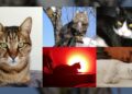 8 agosto, Giornata internazionale del gatto