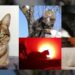 8 agosto, Giornata internazionale del gatto