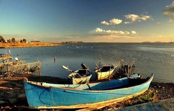 Cagliari, a Santa Gilla una strage di cozze e pesci per il caldo: “Il Comune deve tutelare subito lavoratori e imprese”
