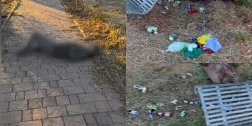Quartu: al parco tra rifiuti e bottiglie di superalcolici c’è anche chi dorme in mezzo agli oleandri