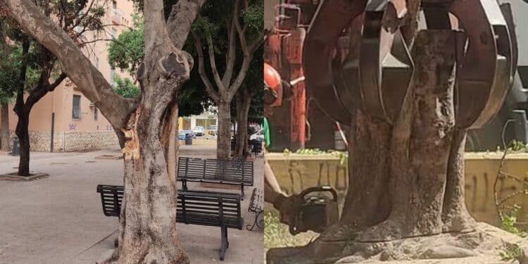 Cagliari, addio al carrubo di via Macerata: raso al suolo tra le proteste dei cittadini
