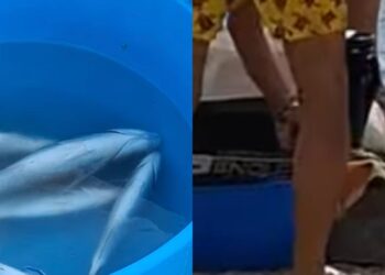 Pula, pescano pesci tra i bagnanti e li sventrano in acqua tra lo sconcerto di alcuni presenti